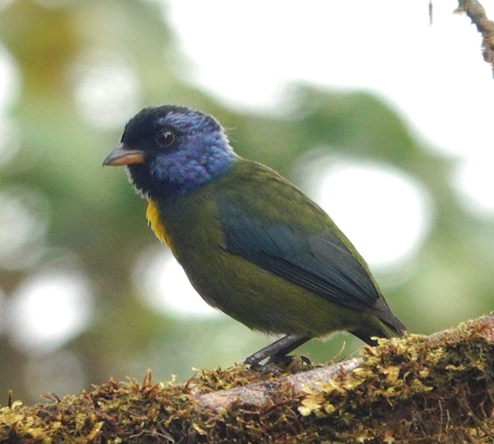 Moss-backed Tanager illustration