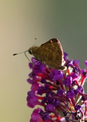 Atalopedes campestris