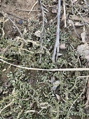 Plagiomnium rostratum