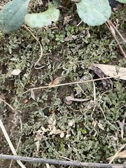 Plagiomnium rostratum