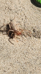 Eremobates kraepelini