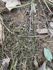 Plagiomnium rostratum