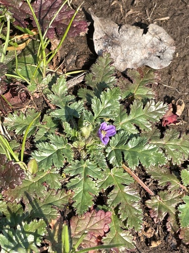 Shortfruit stork's bill (Erodium brachycarpum)