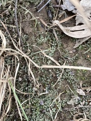 Plagiomnium rostratum