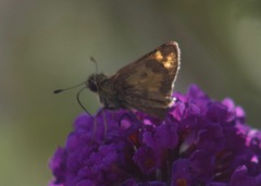 Atalopedes campestris