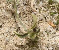 Ditaxis serrata