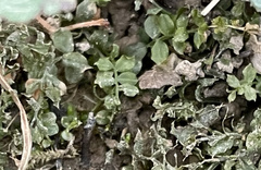 Plagiomnium rostratum