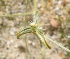 Ditaxis serrata