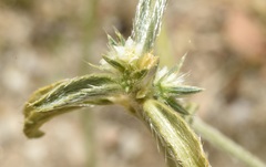 Ditaxis serrata