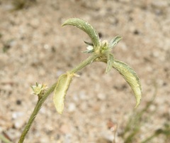 Ditaxis serrata