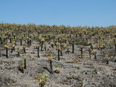 Yucca carnerosana