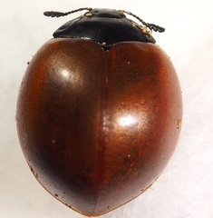 Aegithus clavicornis