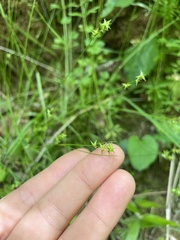 Carex texensis