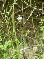 Carex texensis