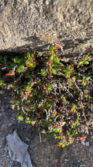 Eriogonum parvifolium