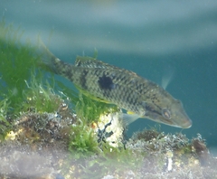 Notolabrus celidotus