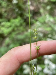 Carex texensis
