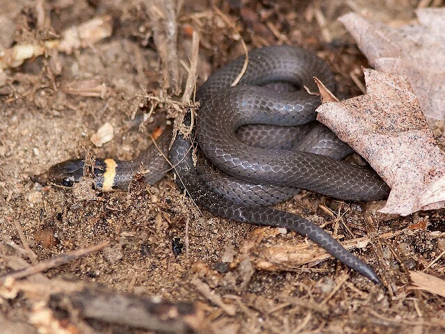 ring-necked snake from Ward Pound Ridge Res. Westchester, NY, USA on ...