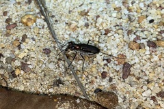 Myriochila semicincta