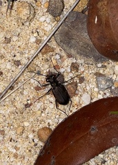 Myriochila semicincta