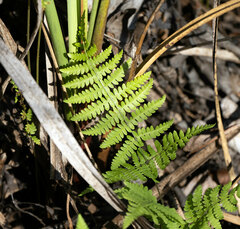 Thelypteris palustris pubescens