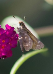 Atalopedes campestris