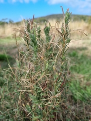Epilobium hirtigerum