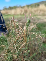 Epilobium hirtigerum