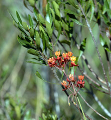 Asclepias lanceolata