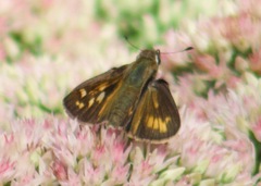 Atalopedes campestris