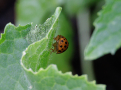 Henosepilachna sumbana