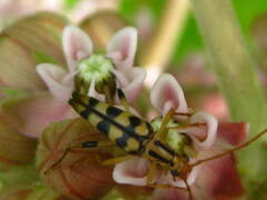 Strangalia luteicornis