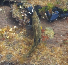 Notolabrus celidotus