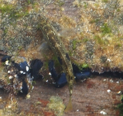 Notolabrus celidotus