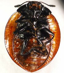 Aegithus clavicornis