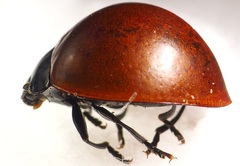 Aegithus clavicornis