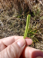 Carex comosa