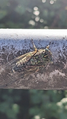 Cicadettina