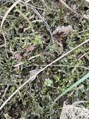 Plagiomnium rostratum