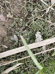 Plagiomnium rostratum