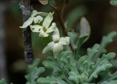 Mathewsia foliosa