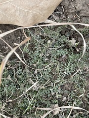 Plagiomnium rostratum