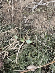 Plagiomnium rostratum