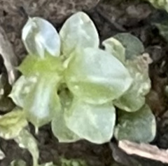 Plagiomnium rostratum