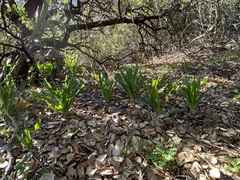 Chlorogalum pomeridianum