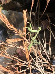 Pseudomantis