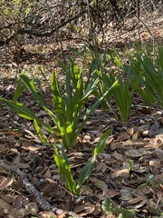 Chlorogalum pomeridianum