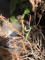 Pseudomantis