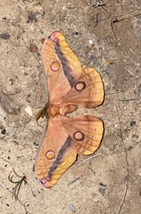 Opodiphthera loranthi