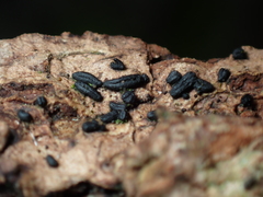 Alyxoria varia